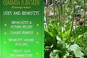 Unlock Plantain Herbal Benefits: Your Guide + Uses Safem Fabrication - Precision Engineering & Custom Manufacturing Solutions Unlock Plantain Herbal Benefits: Your Guide + Uses | Safem Fabrication - Precision Engineering & Custom Manufacturing Solutions