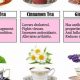 Unveiling: Is Black Tea Herbal? Tea Facts Revealed | The Ultimate Herbal Remedies Guide: Natural Healing for a Healthier Life