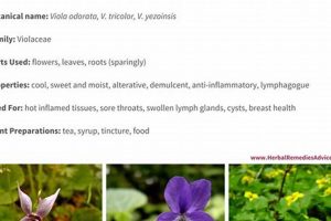 Discover Violet Flower Herbal Benefits Now! Safem Fabrication - Precision Engineering & Custom Manufacturing Solutions Discover Violet Flower Herbal Benefits Now! | Safem Fabrication - Precision Engineering & Custom Manufacturing Solutions