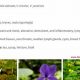Discover Violet Flower Herbal Benefits Now! | The Ultimate Herbal Remedies Guide: Natural Healing for a Healthier Life