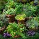 Grow Your Own: Small Herbal Garden Ideas & Tips | The Ultimate Herbal Remedies Guide: Natural Healing for a Healthier Life