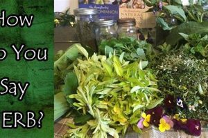 Learn How to Pronounce Herbal Accurately: Herbals Guide Safem Fabrication - Precision Engineering & Custom Manufacturing Solutions Learn How to Pronounce Herbal Accurately: Herbals Guide | Safem Fabrication - Precision Engineering & Custom Manufacturing Solutions