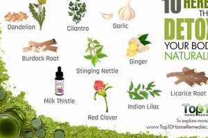Best Herbal Supplements for Detoxification: Your Guide Safem Fabrication - Precision Engineering & Custom Manufacturing Solutions Best Herbal Supplements for Detoxification: Your Guide | Safem Fabrication - Precision Engineering & Custom Manufacturing Solutions