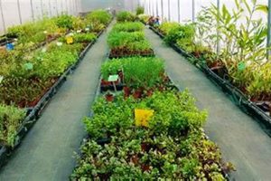 Find & Grow: Herbal Nursery Near Me [Tips Inside!] | The Ultimate Herbal Remedies Guide: Natural Healing for a Healthier Life
