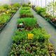 Find & Grow: Herbal Nursery Near Me [Tips Inside!] | The Ultimate Herbal Remedies Guide: Natural Healing for a Healthier Life