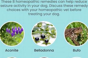 Natural Aid: Herbal Remedies for Dog Seizures & Relief Safem Fabrication - Precision Engineering & Custom Manufacturing Solutions Natural Aid: Herbal Remedies for Dog Seizures & Relief | Safem Fabrication - Precision Engineering & Custom Manufacturing Solutions