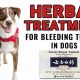 Natural Herbal Cancer Treatment for Dogs: Hope &amp; Care | The Ultimate Herbal Remedies Guide: Natural Healing for a Healthier Life