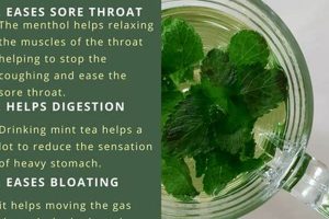 Discover The Benefits of Herbal Mint Tea Today! Safem Fabrication - Precision Engineering & Custom Manufacturing Solutions Discover The Benefits of Herbal Mint Tea Today! | Safem Fabrication - Precision Engineering & Custom Manufacturing Solutions