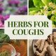 Top Herbal Medicine for Infection: Benefits & Uses | The Ultimate Herbal Remedies Guide: Natural Healing for a Healthier Life