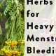 Beware: Herbal Supplements That Increase Bleeding Risk! | The Ultimate Herbal Remedies Guide: Natural Healing for a Healthier Life
