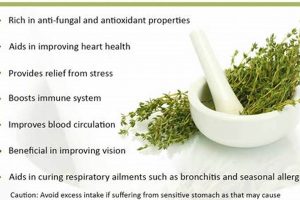 Unlock Thyme Herbal Benefits: A Natural Boost Safem Fabrication - Precision Engineering & Custom Manufacturing Solutions Unlock Thyme Herbal Benefits: A Natural Boost | Safem Fabrication - Precision Engineering & Custom Manufacturing Solutions