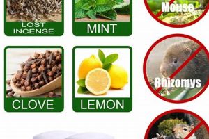 DIY Herbal Mice Repellent: Natural Pest Control Tips Safem Fabrication - Precision Engineering & Custom Manufacturing Solutions DIY Herbal Mice Repellent: Natural Pest Control Tips | Safem Fabrication - Precision Engineering & Custom Manufacturing Solutions