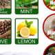 DIY Herbal Mice Repellent: Natural Pest Control Tips | The Ultimate Herbal Remedies Guide: Natural Healing for a Healthier Life