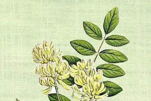 Best Astragalus Herbal: Uses & Benefits + Safem Fabrication - Precision Engineering & Custom Manufacturing Solutions Best Astragalus Herbal: Uses & Benefits + | Safem Fabrication - Precision Engineering & Custom Manufacturing Solutions