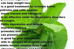 Unlock Mint Herbal Benefits: Uses & More Safem Fabrication - Precision Engineering & Custom Manufacturing Solutions Unlock Mint Herbal Benefits: Uses & More | Safem Fabrication - Precision Engineering & Custom Manufacturing Solutions