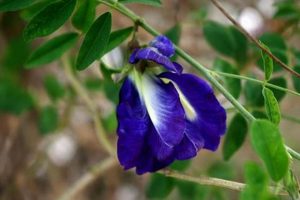 The Blue Flower Herbal Guide: Uses & Benefits Safem Fabrication - Precision Engineering & Custom Manufacturing Solutions The Blue Flower Herbal Guide: Uses & Benefits | Safem Fabrication - Precision Engineering & Custom Manufacturing Solutions