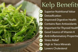 Unlock Kelp's Herbal Power: Benefits & Uses Today! Safem Fabrication - Precision Engineering & Custom Manufacturing Solutions Unlock Kelp's Herbal Power: Benefits & Uses Today! | Safem Fabrication - Precision Engineering & Custom Manufacturing Solutions