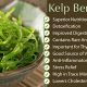 Unlock Kelp's Herbal Power: Benefits & Uses Today! | The Ultimate Herbal Remedies Guide: Natural Healing for a Healthier Life