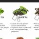 The Truth: What Herbal Teas Do & Benefits Explored | The Ultimate Herbal Remedies Guide: Natural Healing for a Healthier Life