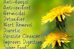 Herbals: Dandelion Herbal Properties & Benefits Explored Safem Fabrication - Precision Engineering & Custom Manufacturing Solutions Herbals: Dandelion Herbal Properties & Benefits Explored | Safem Fabrication - Precision Engineering & Custom Manufacturing Solutions