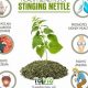 Discover Stinging Nettle Herbal Uses: Benefits &amp; More | The Ultimate Herbal Remedies Guide: Natural Healing for a Healthier Life