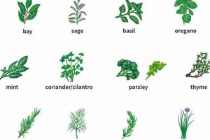 Easy Herbals: How to Pronounce "Herbal" Correctly? Safem Fabrication - Precision Engineering & Custom Manufacturing Solutions Easy Herbals: How to Pronounce "Herbal" Correctly? | Safem Fabrication - Precision Engineering & Custom Manufacturing Solutions