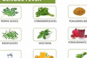 Natural Herbal Remedy for Dengue Fever: Relief Tips Safem Fabrication - Precision Engineering & Custom Manufacturing Solutions Natural Herbal Remedy for Dengue Fever: Relief Tips | Safem Fabrication - Precision Engineering & Custom Manufacturing Solutions