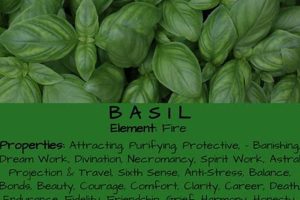 Unlock Basil Herbal Properties: Benefits & Uses Safem Fabrication - Precision Engineering & Custom Manufacturing Solutions Unlock Basil Herbal Properties: Benefits & Uses | Safem Fabrication - Precision Engineering & Custom Manufacturing Solutions