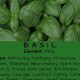 Unlock Basil Herbal Properties: Benefits & Uses | The Ultimate Herbal Remedies Guide: Natural Healing for a Healthier Life