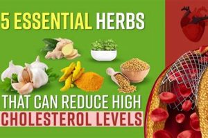 Best Herbal Supplements for Lowering Cholesterol Naturally Safem Fabrication - Precision Engineering & Custom Manufacturing Solutions Best Herbal Supplements for Lowering Cholesterol Naturally | Safem Fabrication - Precision Engineering & Custom Manufacturing Solutions