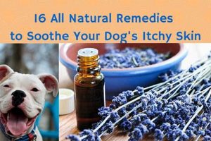 Natural Herbal Remedies for Dog Skin Allergies Relief Safem Fabrication - Precision Engineering & Custom Manufacturing Solutions Natural Herbal Remedies for Dog Skin Allergies Relief | Safem Fabrication - Precision Engineering & Custom Manufacturing Solutions