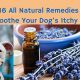 Natural Herbal Remedies for Dog Skin Allergies Relief | The Ultimate Herbal Remedies Guide: Natural Healing for a Healthier Life