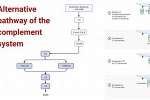 Unlocking the Herbal Pathway: Benefits & Uses Safem Fabrication - Precision Engineering & Custom Manufacturing Solutions Unlocking the Herbal Pathway: Benefits & Uses | Safem Fabrication - Precision Engineering & Custom Manufacturing Solutions