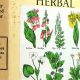 Unlock Culpeper's Complete Herbal: Remedies &amp; History | The Ultimate Herbal Remedies Guide: Natural Healing for a Healthier Life
