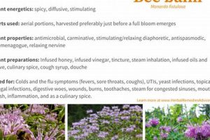 Unlocking Bee Balm Herbal Uses: Benefits & Remedies Safem Fabrication - Precision Engineering & Custom Manufacturing Solutions Unlocking Bee Balm Herbal Uses: Benefits & Remedies | Safem Fabrication - Precision Engineering & Custom Manufacturing Solutions