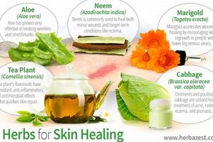 Best Herbal Remedies for Wound Healing: A Natural Guide Safem Fabrication - Precision Engineering & Custom Manufacturing Solutions Best Herbal Remedies for Wound Healing: A Natural Guide | Safem Fabrication - Precision Engineering & Custom Manufacturing Solutions