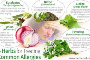 Natural Herbal Allergy Treatment: Relief & Remedies Safem Fabrication - Precision Engineering & Custom Manufacturing Solutions Natural Herbal Allergy Treatment: Relief & Remedies | Safem Fabrication - Precision Engineering & Custom Manufacturing Solutions
