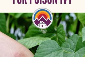 Natural Herbal Remedies for Poison Ivy Rash: Relief Guide The Ultimate Herbal Remedies Guide: Natural Healing for a Healthier Life Natural Herbal Remedies for Poison Ivy Rash: Relief Guide | The Ultimate Herbal Remedies Guide: Natural Healing for a Healthier Life