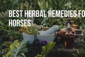 Natural Herbal Remedies for Horses: A Guide The Ultimate Herbal Remedies Guide: Natural Healing for a Healthier Life Natural Herbal Remedies for Horses: A Guide | The Ultimate Herbal Remedies Guide: Natural Healing for a Healthier Life
