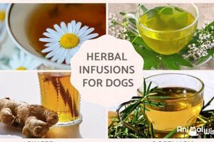 Doggy Brew? Can Dogs Have Herbal Tea Safely? The Ultimate Herbal Remedies Guide: Natural Healing for a Healthier Life Doggy Brew? Can Dogs Have Herbal Tea Safely? | The Ultimate Herbal Remedies Guide: Natural Healing for a Healthier Life