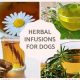 Doggy Brew? Can Dogs Have Herbal Tea Safely? | The Ultimate Herbal Remedies Guide: Natural Healing for a Healthier Life