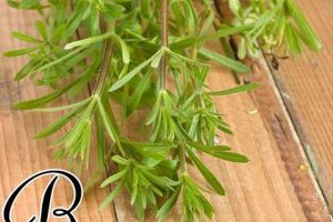Unlock Cleavers: Herbal Benefits & Uses The Ultimate Herbal Remedies Guide: Natural Healing for a Healthier Life Unlock Cleavers: Herbal Benefits & Uses | The Ultimate Herbal Remedies Guide: Natural Healing for a Healthier Life