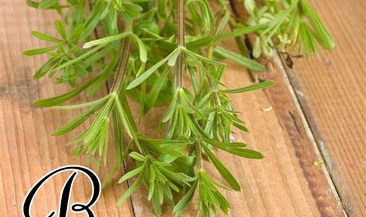 Unlock Cleavers: Herbal Benefits & Uses Safem Fabrication - Precision Engineering & Custom Manufacturing Solutions Unlock Cleavers: Herbal Benefits & Uses | Safem Fabrication - Precision Engineering & Custom Manufacturing Solutions