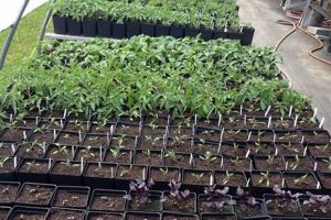 Find Herbal Farms Near Me: Fresh & Local Herbs! The Ultimate Herbal Remedies Guide: Natural Healing for a Healthier Life Find Herbal Farms Near Me: Fresh & Local Herbs! | The Ultimate Herbal Remedies Guide: Natural Healing for a Healthier Life