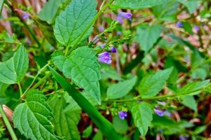 Natural Skullcap Herbal Remedy: Benefits & Uses The Ultimate Herbal Remedies Guide: Natural Healing for a Healthier Life Natural Skullcap Herbal Remedy: Benefits & Uses | The Ultimate Herbal Remedies Guide: Natural Healing for a Healthier Life