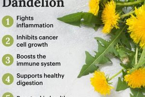 Unlock Dandelion Herbal Benefits: Uses & More The Ultimate Herbal Remedies Guide: Natural Healing for a Healthier Life Unlock Dandelion Herbal Benefits: Uses & More | The Ultimate Herbal Remedies Guide: Natural Healing for a Healthier Life