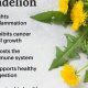 Unlock Dandelion Herbal Benefits: Uses &amp; More | The Ultimate Herbal Remedies Guide: Natural Healing for a Healthier Life