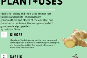 Top Herbal Remedies List: Uses & Benefits The Ultimate Herbal Remedies Guide: Natural Healing for a Healthier Life Top Herbal Remedies List: Uses & Benefits | The Ultimate Herbal Remedies Guide: Natural Healing for a Healthier Life