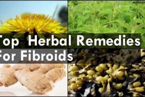 Natural Myoma Herbal Treatment: Relief & Support The Ultimate Herbal Remedies Guide: Natural Healing for a Healthier Life Natural Myoma Herbal Treatment: Relief & Support | The Ultimate Herbal Remedies Guide: Natural Healing for a Healthier Life