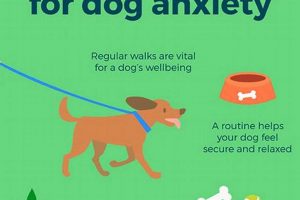 Natural Herbal Remedies for Dog Anxiety Relief Tips The Ultimate Herbal Remedies Guide: Natural Healing for a Healthier Life Natural Herbal Remedies for Dog Anxiety Relief Tips | The Ultimate Herbal Remedies Guide: Natural Healing for a Healthier Life